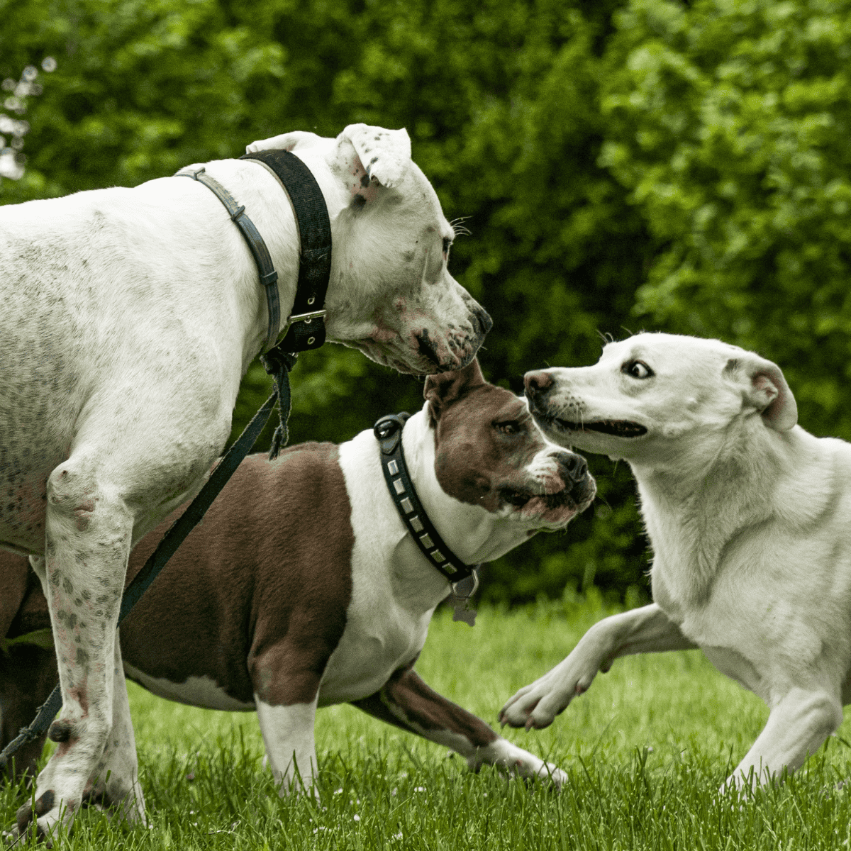 Cute dogs interacting and playing together in lush green grass.