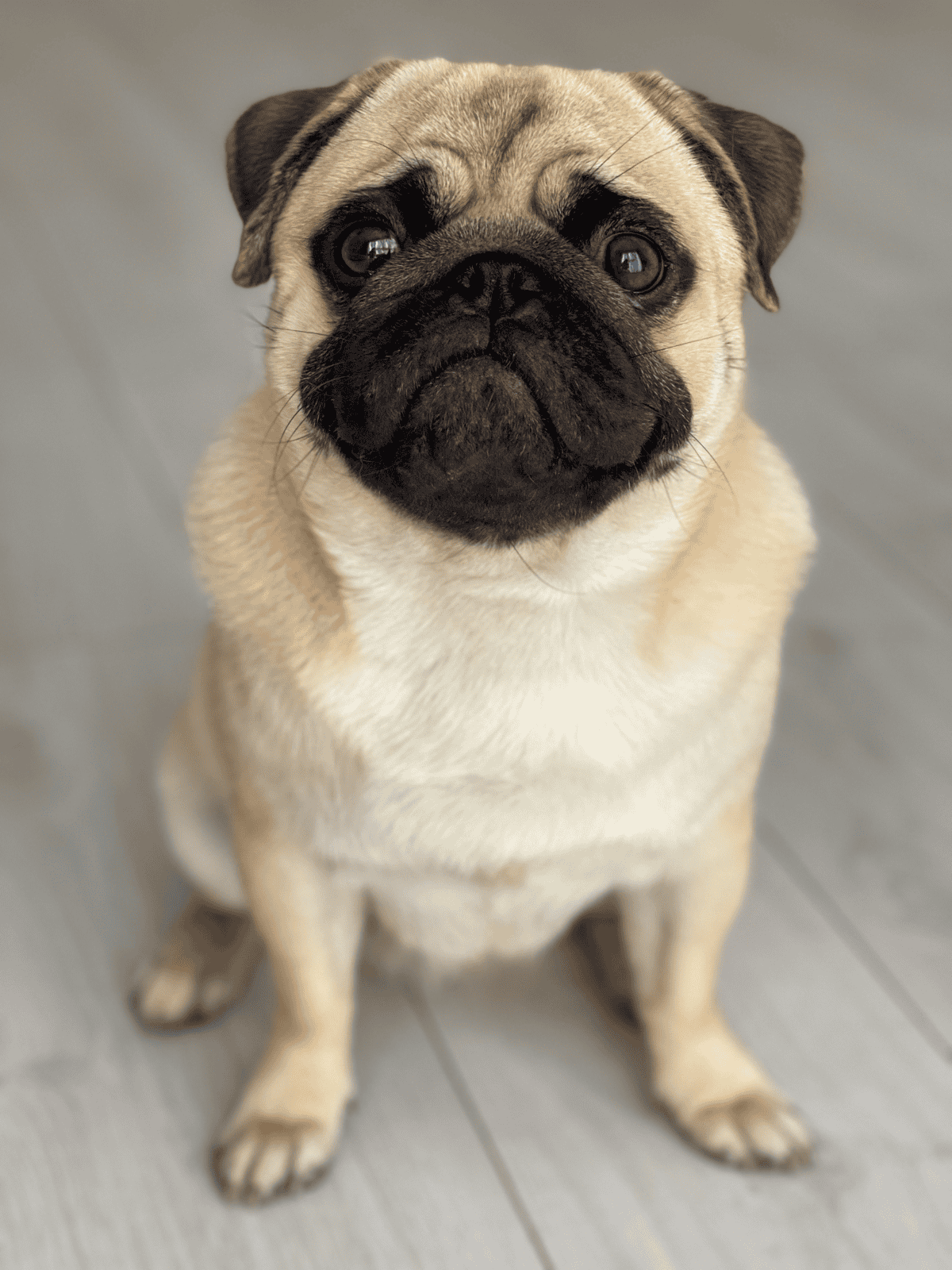 Pug puppy with expressive eyes sitting indoors, perfect for dog lovers and pet caregivers.