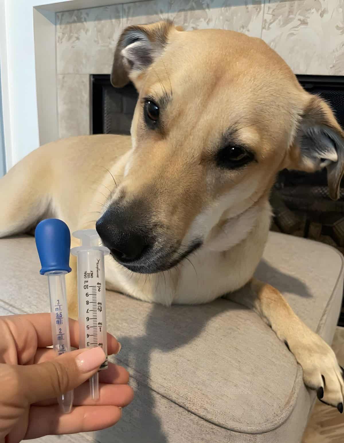 ALT text: Dog being tested with syringes to check health and wellness.