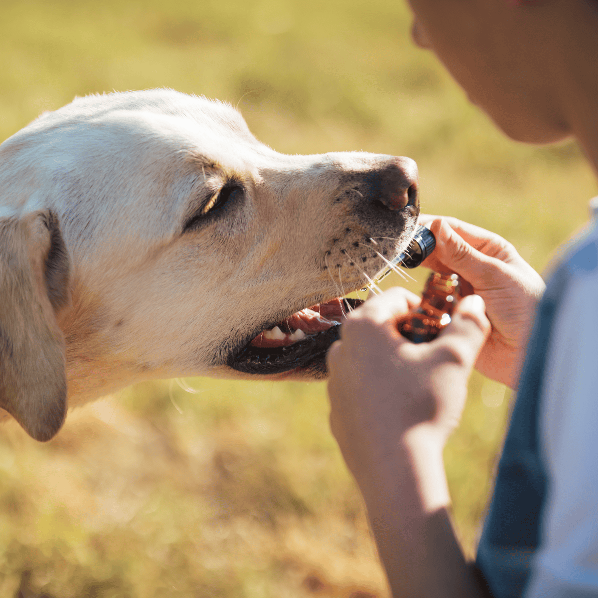 Dog health and wellness with CBD, natural pet supplements for anxiety and pain relief.