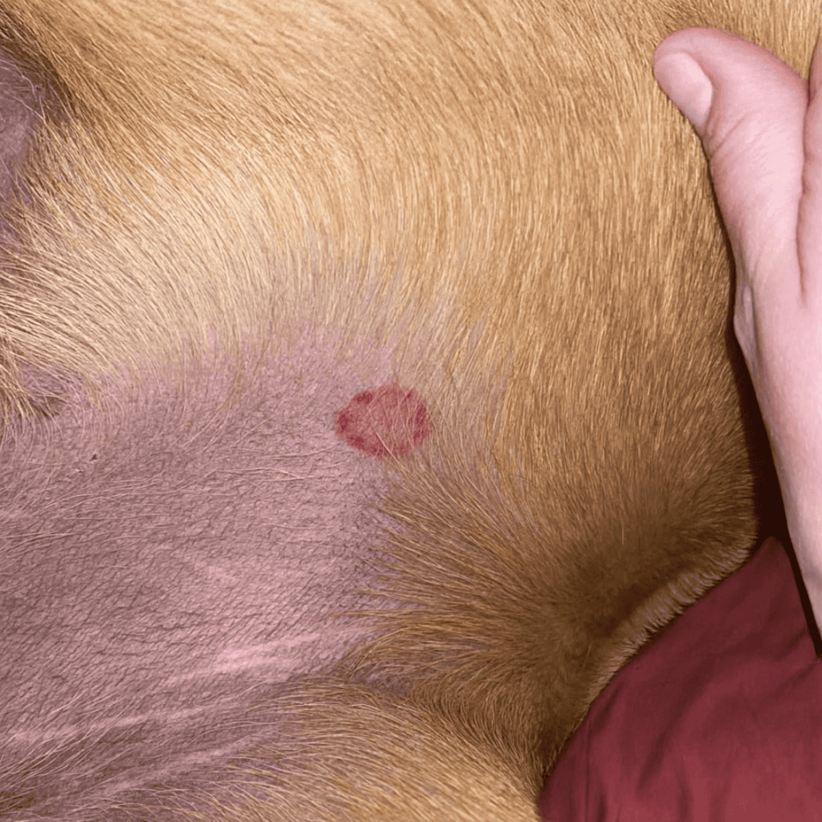 Close-up of dog skin showing a lump or growth.