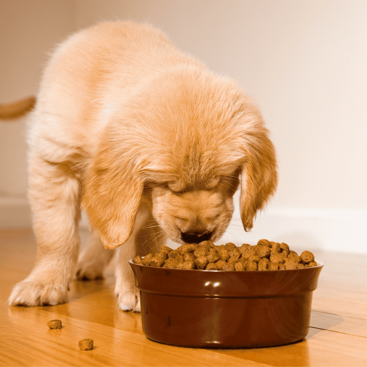 Cute golden retriever puppy enjoying meal of dry dog food in bowl.