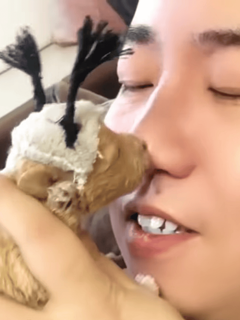 Cute puppy showing love and affection to owner, close-up of dog and human interaction.