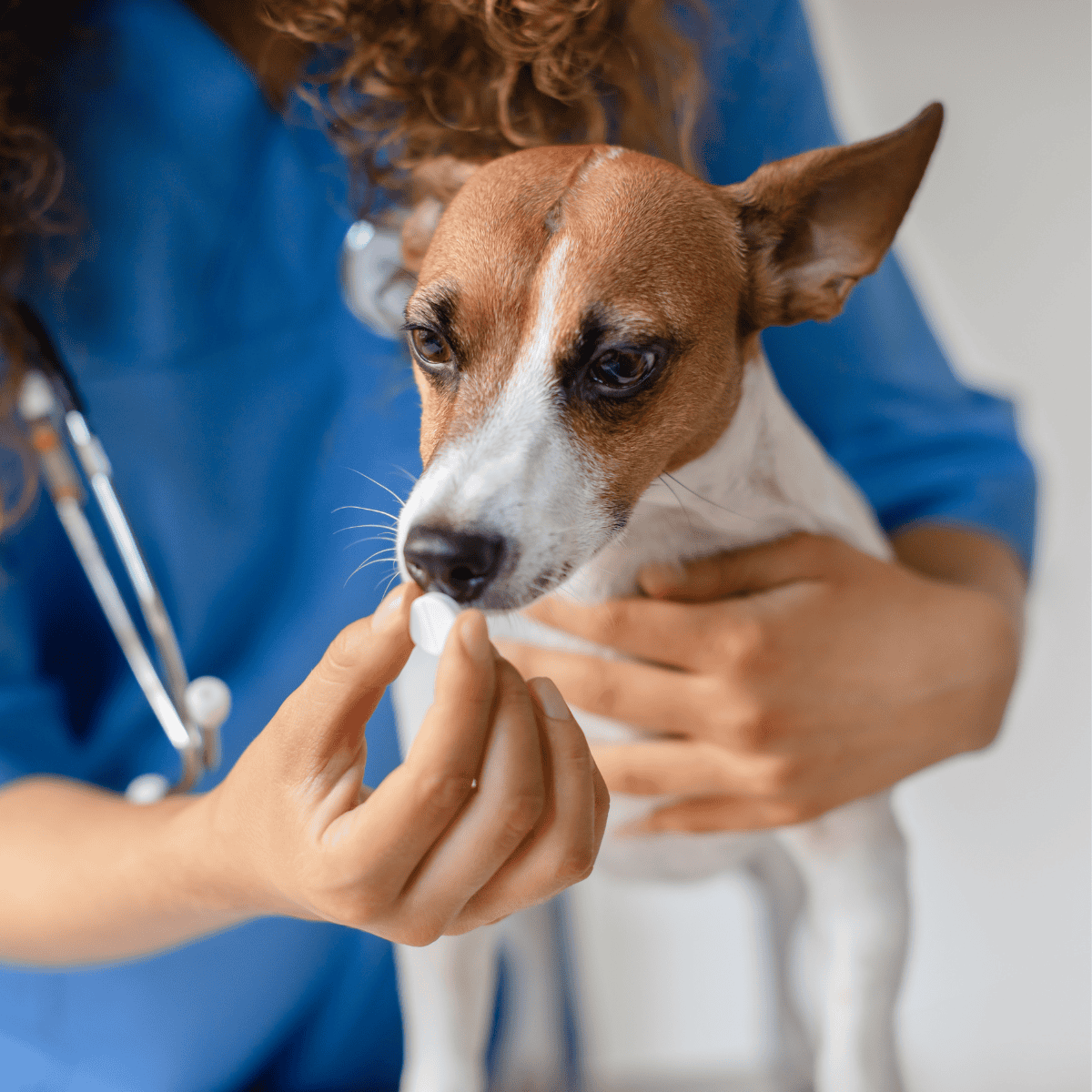 Alt text: Veterinarian giving a vaccination shot to a small dog, dog health care, vet clinic.
