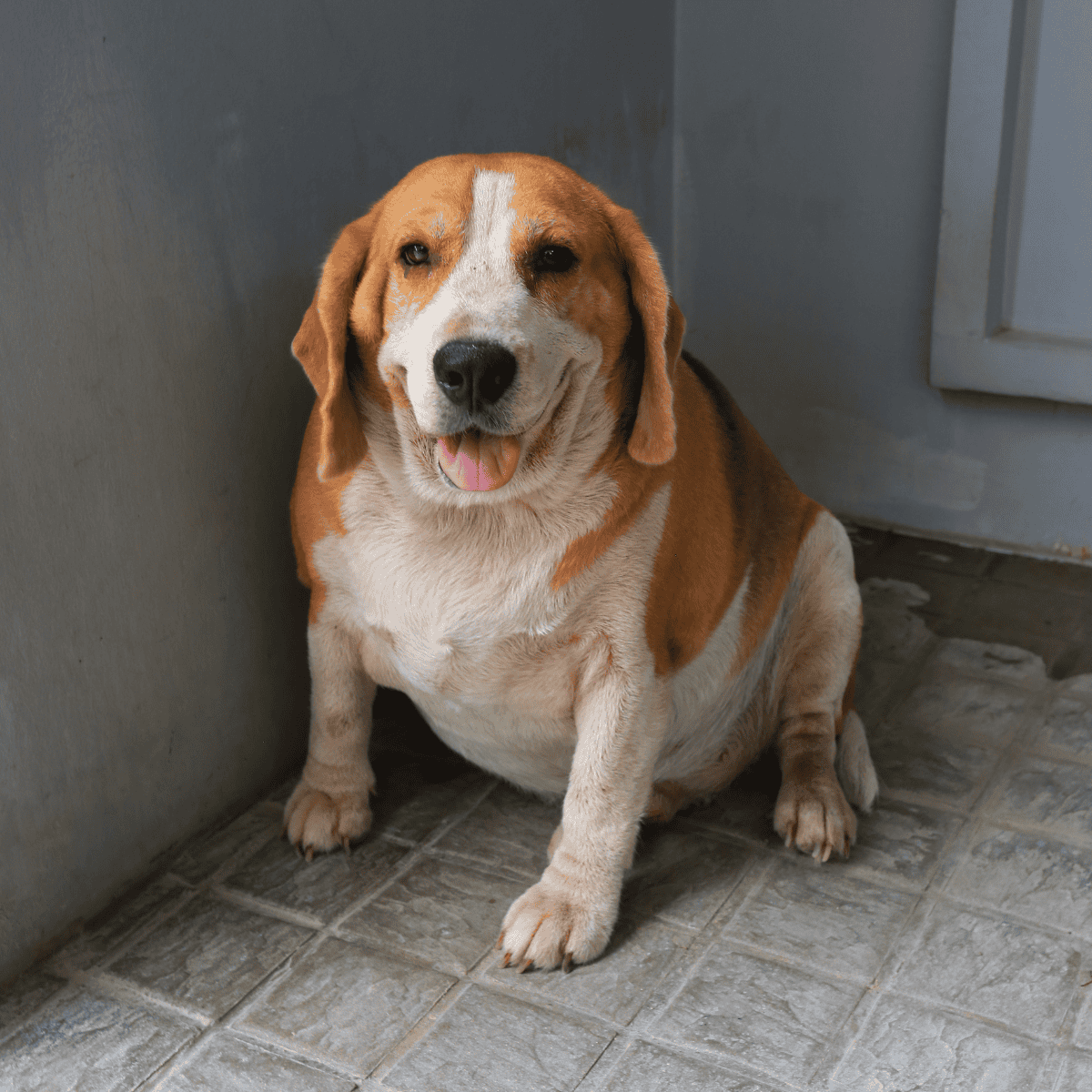 Adorable beagle dog smiling, sitting near wall, indoor setting.