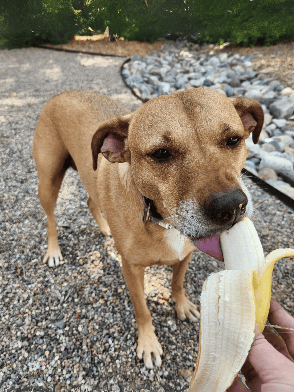 Dog eating banana treat during walk in nature.