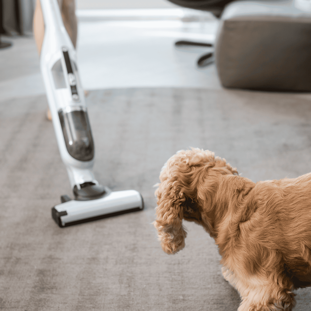Cavalier King Charles Spaniel puppy watching vacuum cleaner in living room.