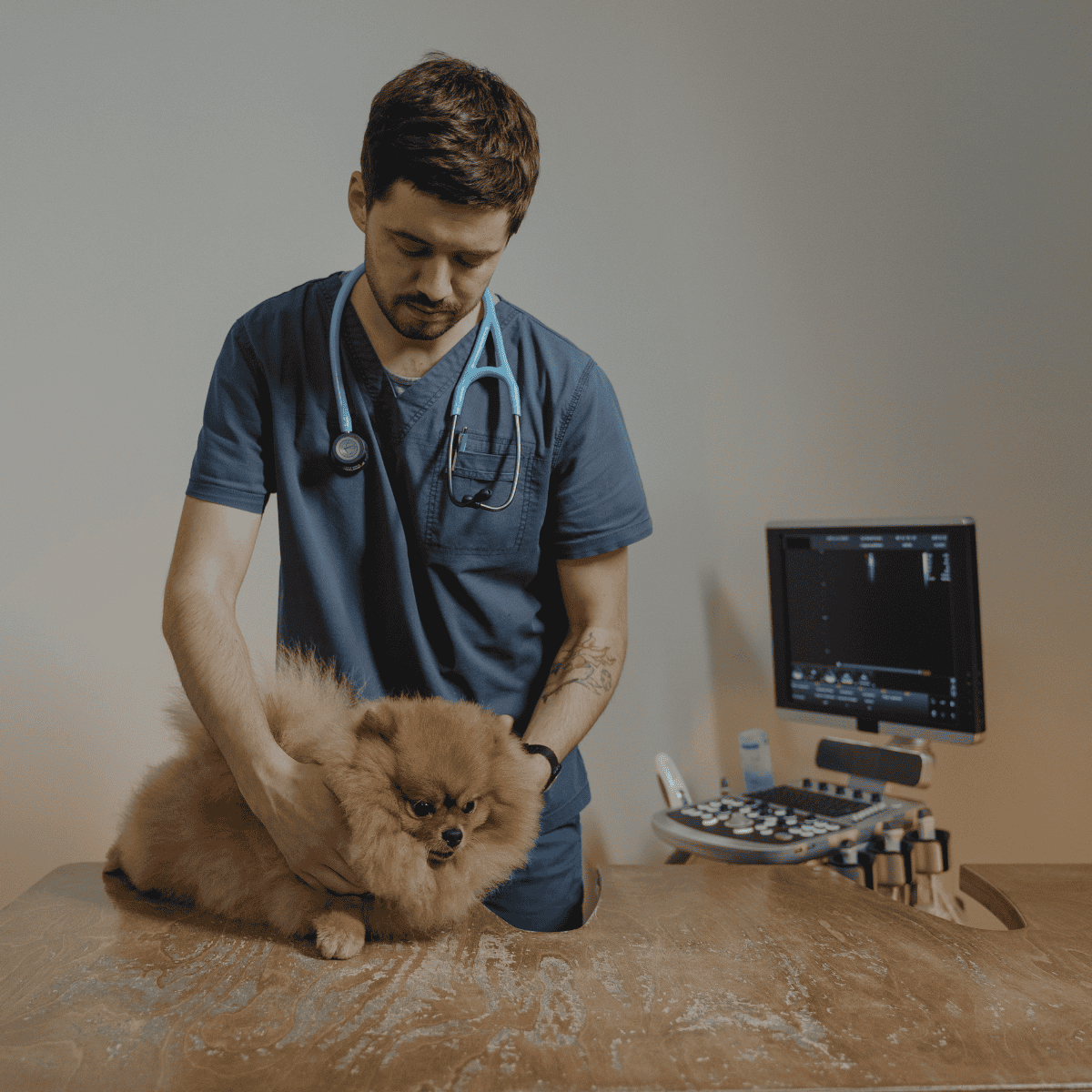A veterinarian inspecting a cute Pomeranian dog at clinic.