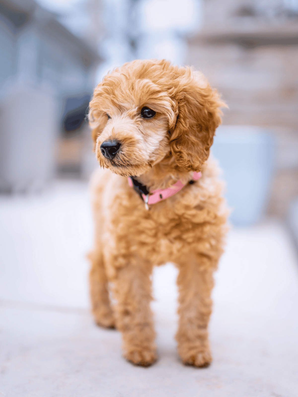 Cute fluffy Goldendoodle puppy with wavy fur, black nose, and pink collar.