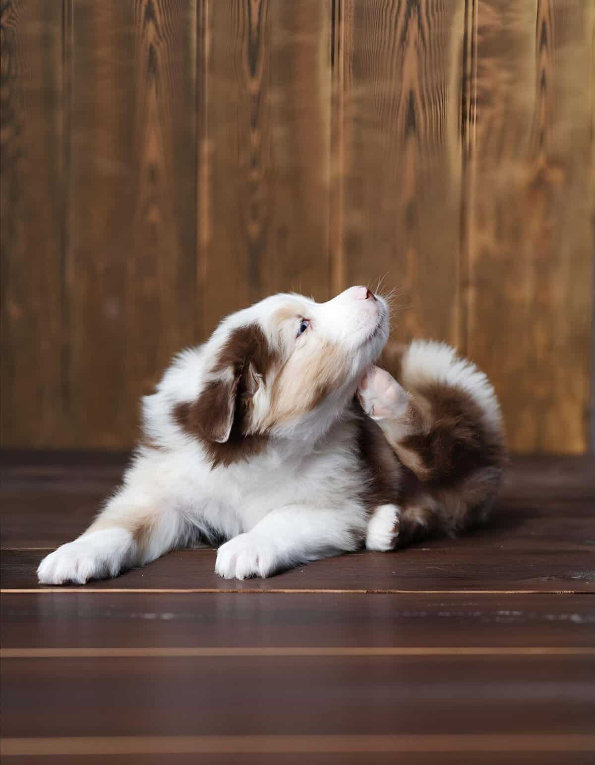 Adorable Australian Shepherd puppies snuggling on wooden floor, perfect for pet lovers and dog training.