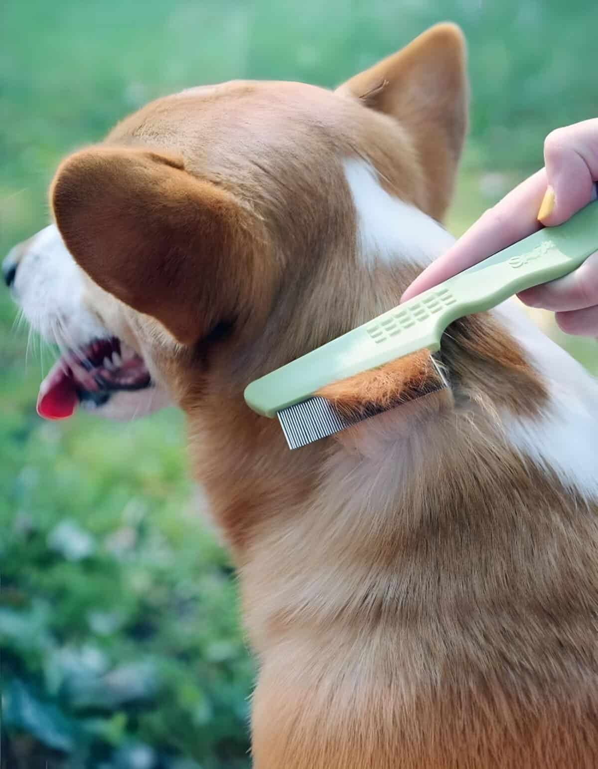 Dog grooming, brushing, dog care, pet grooming tips.