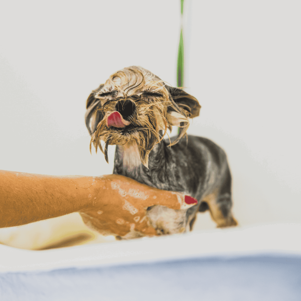 Dog getting a bath at a pet grooming facility.