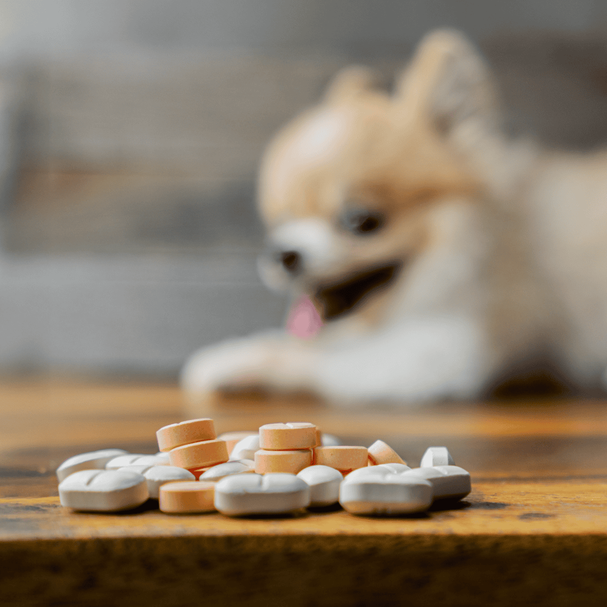 Alt text: Dog happily playing with pills and medication on a wooden surface.