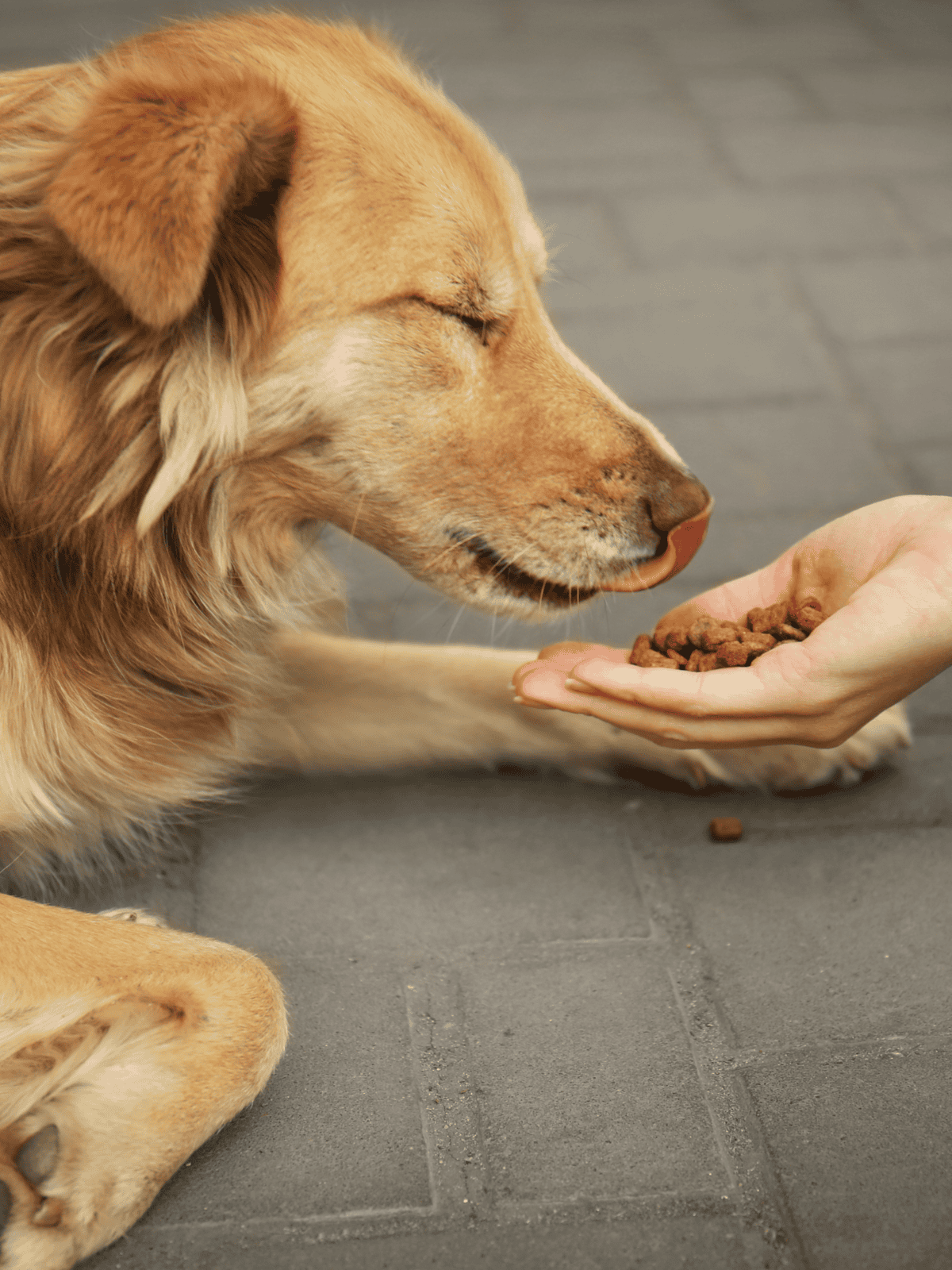 Dog eating dry dog food from hand.