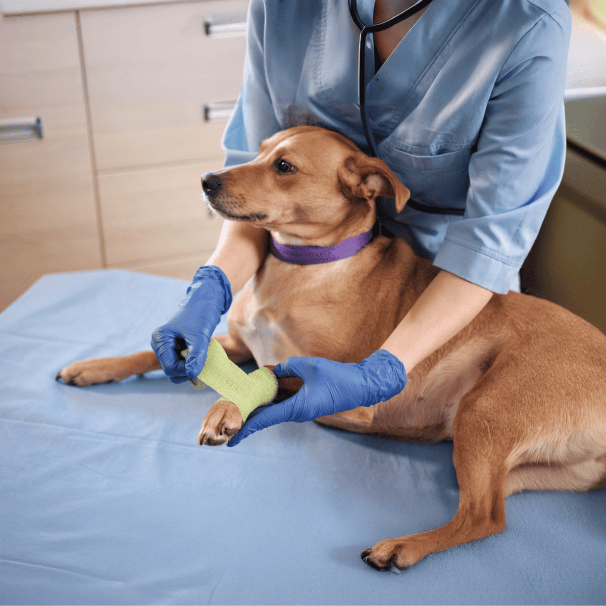Veterinarian tending to the dog’s paw with a bandage, in a clean clinical setting.