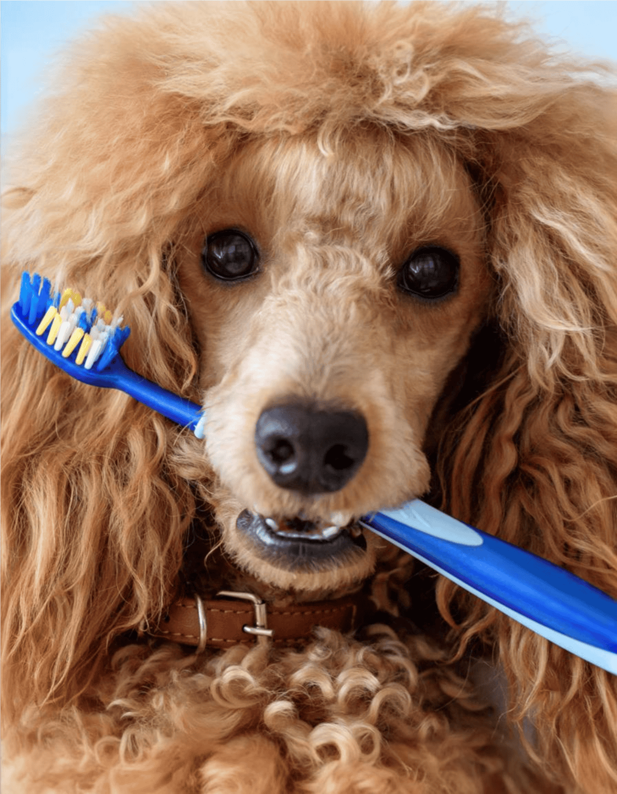 Adorable poodle holding a blue toothbrush with white and yellow bristles in its mouth.