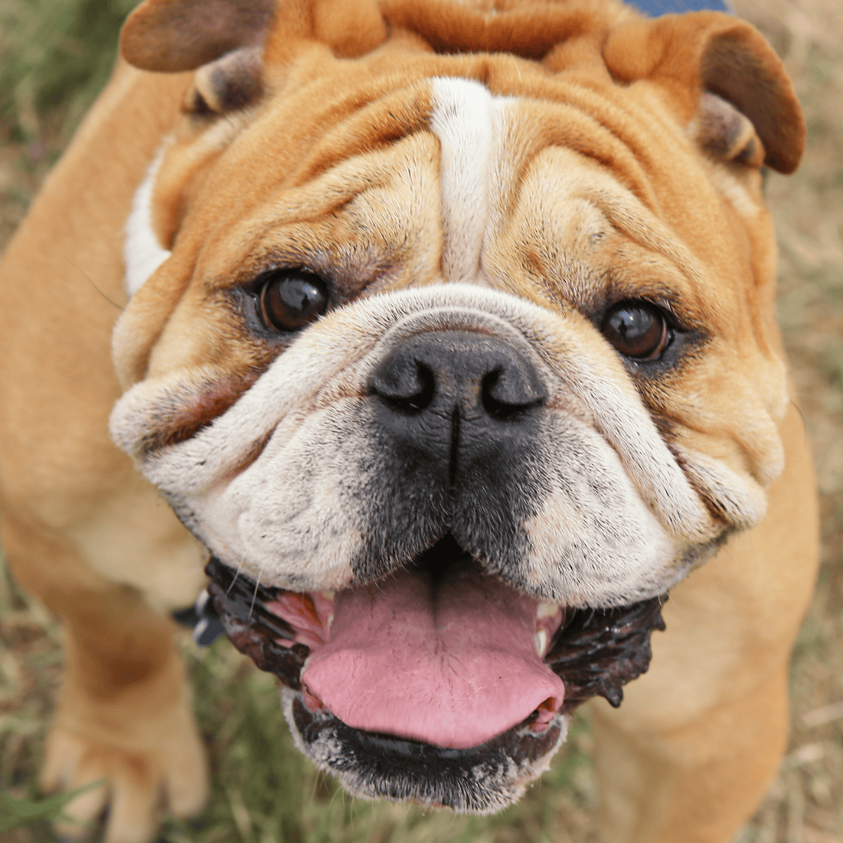 Close-up of brown Bulldog with expressive face, outdoor background, emphasizing pet care.