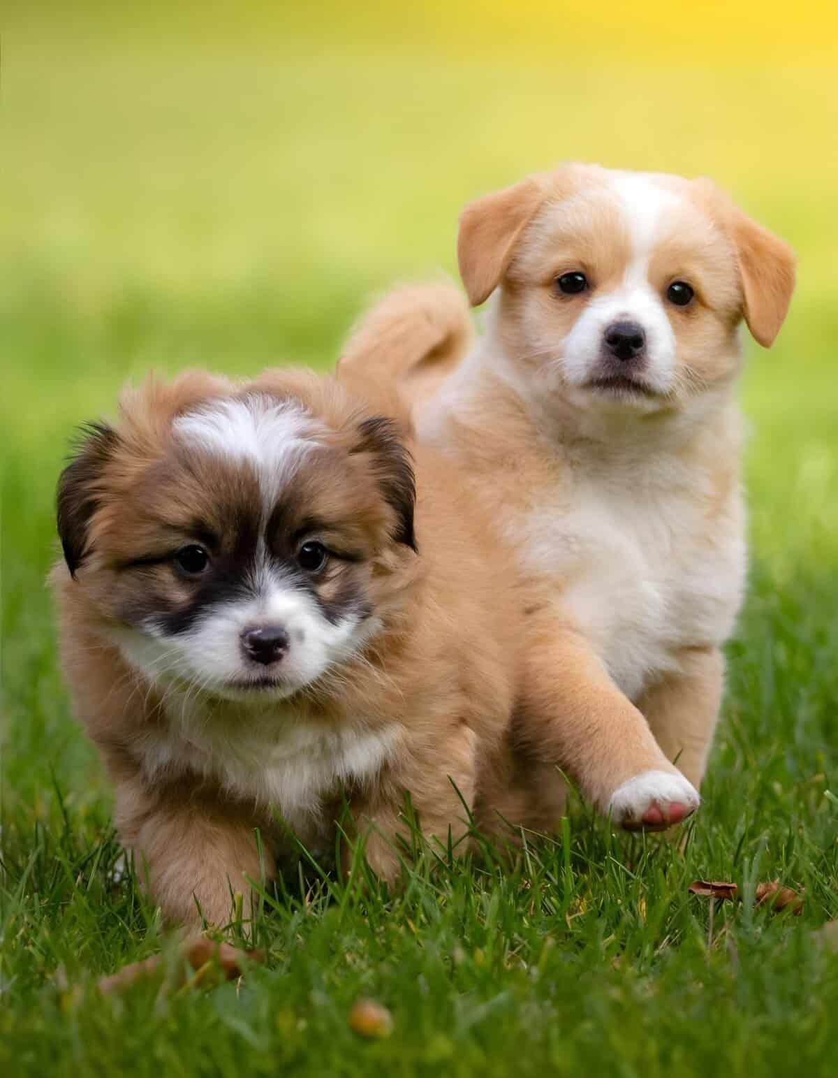 Cute puppies, friendly, playful, furry, outdoor, pet care, dog breeds.