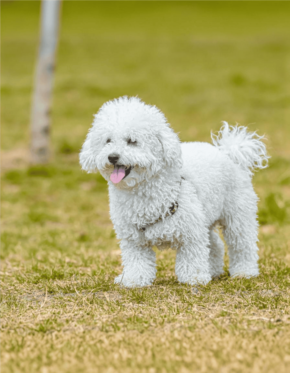 Happy white doodle dog enjoying outdoor playtime on grass.