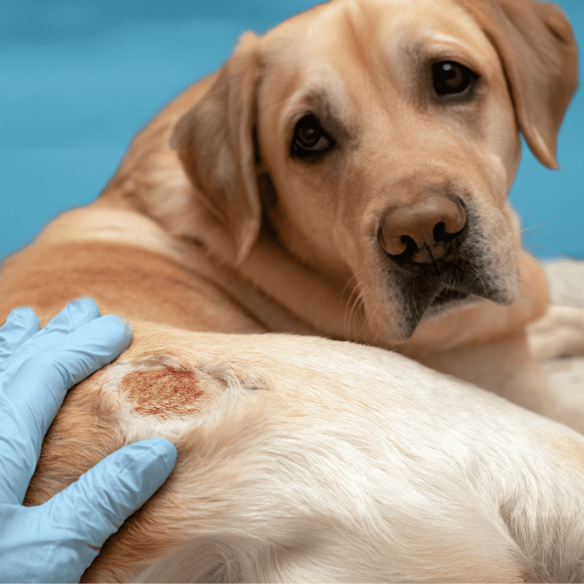 Close-up of a dog with a wound being examined.