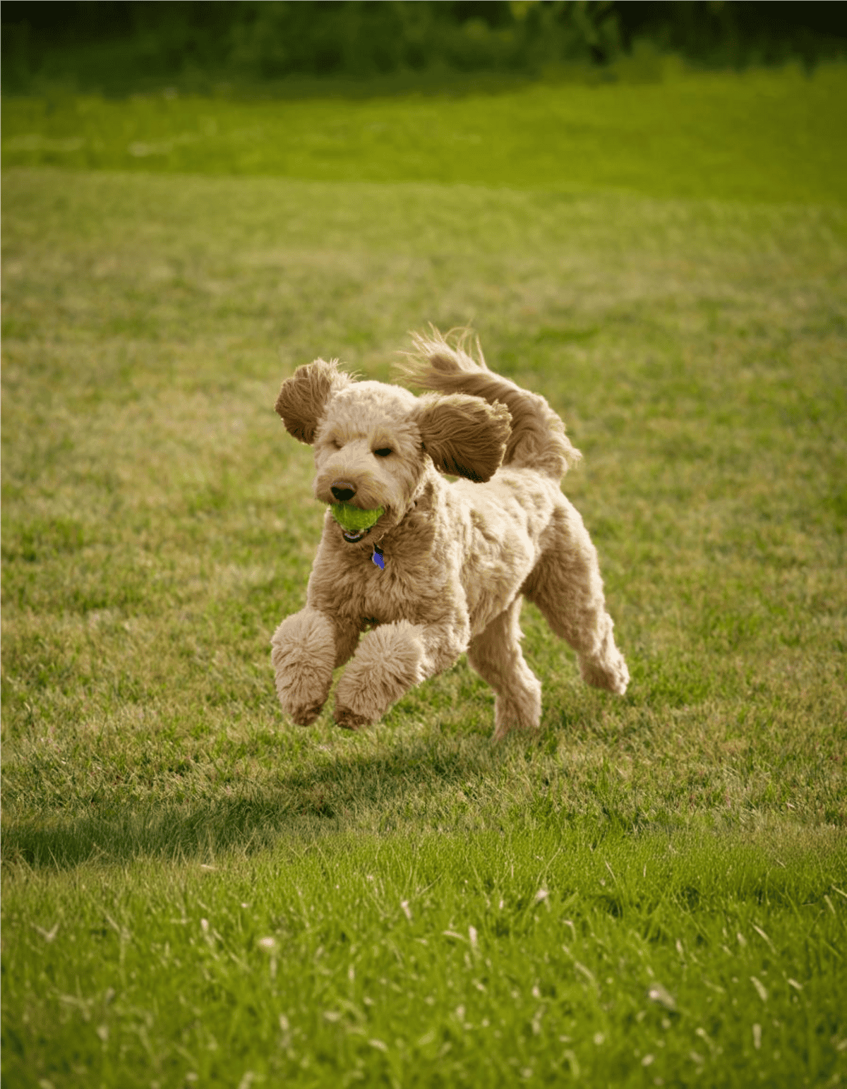Dog playing fetch in a lush green park, joyful and active dog with tennis ball.