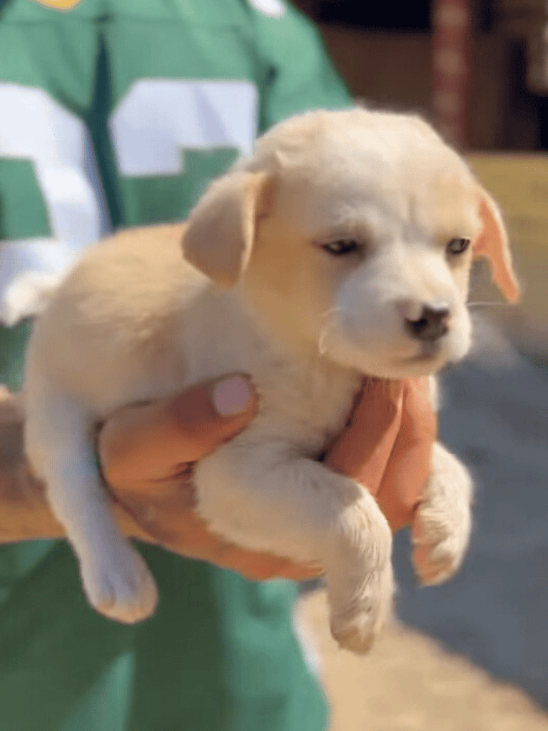 Cute Labrador Retriever puppy being held by a person.