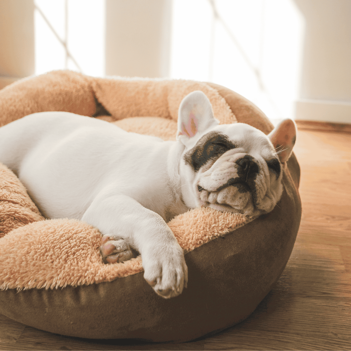 Adorable French Bulldog sleeping peacefully in a cozy dog bed. Perfect for pet comfort and relaxation.