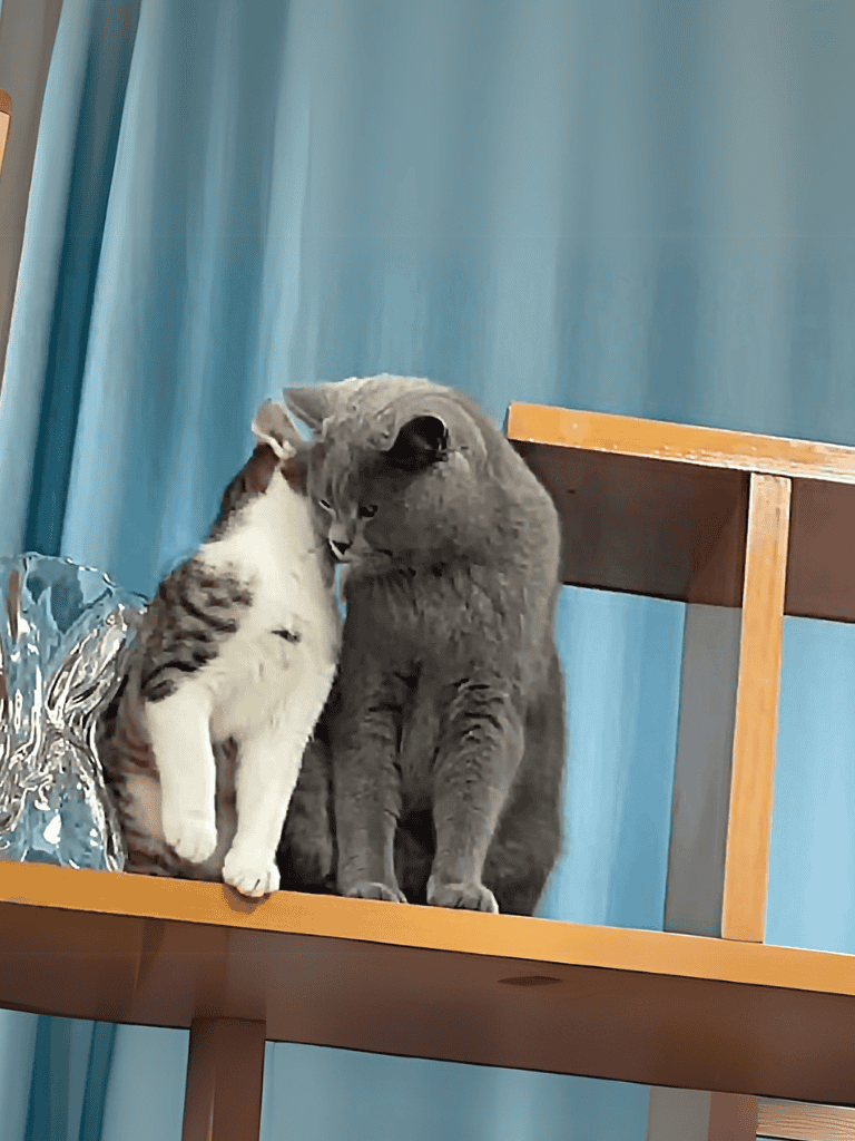 Adorable gray cat and white kitten hugging and snuggling on a wooden surface.