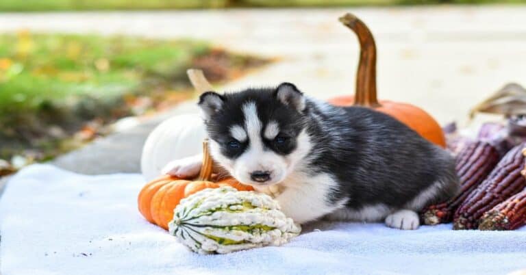 Adorable husky puppy resting among pumpkins and gourds for a cozy fall seasonal setting.