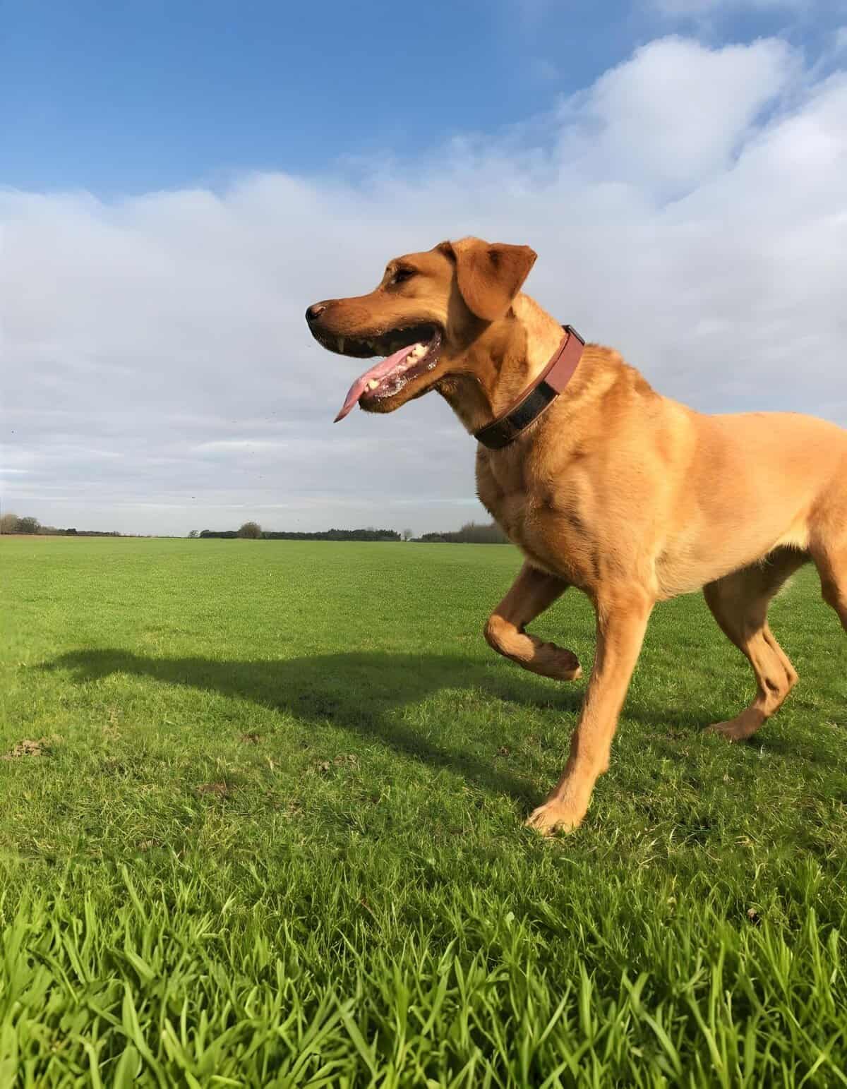 Dog playing outdoors on green grass, happy and energetic pet – Dogfix.com dog care and outdoor exercise guide.
