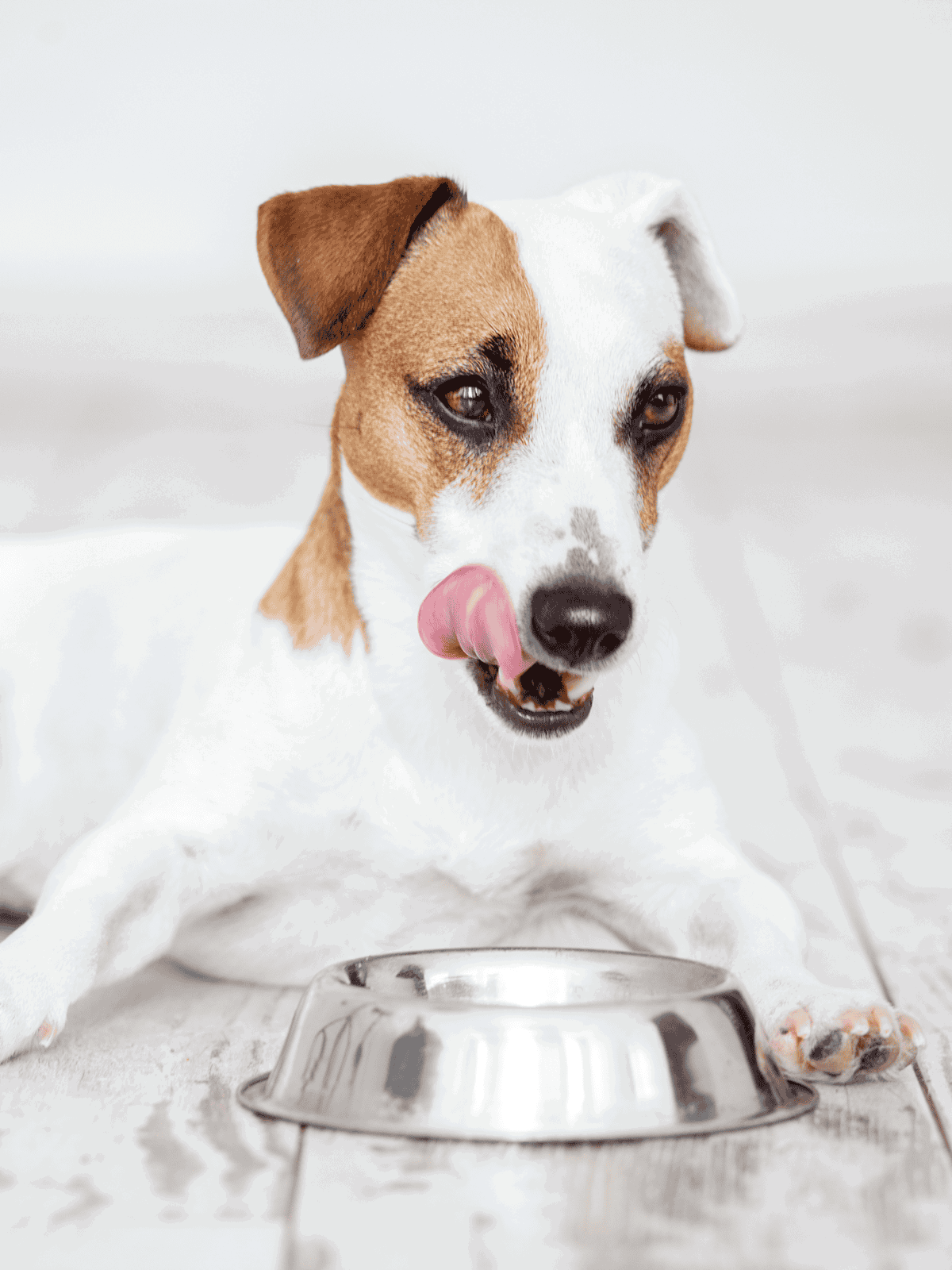 Dog enjoying meal time with a clean metal dog bowl.