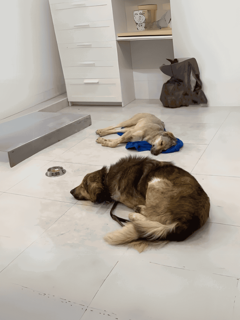 Dogs sleeping peacefully on tiled flooring, one on a blue blanket, in a modern, clean vet clinic setting.