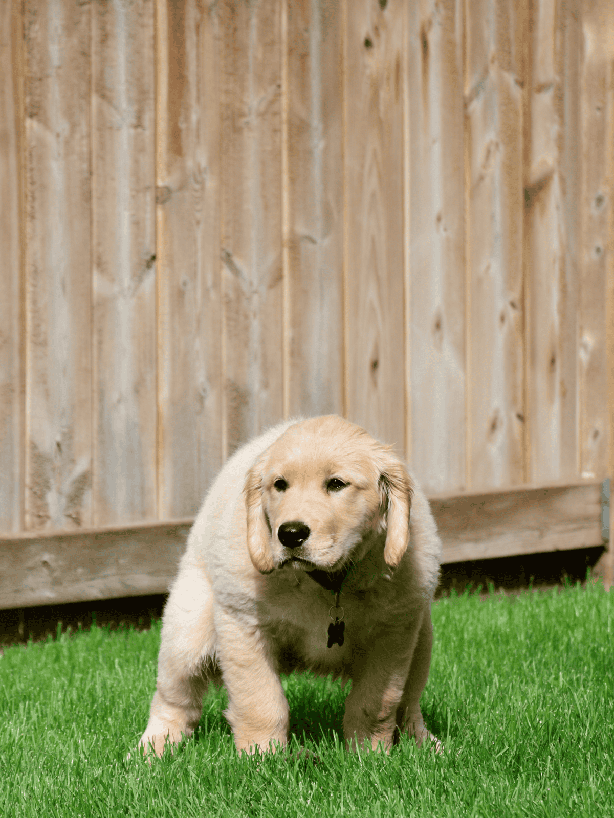 Adorable golden retriever puppy sitting on green grass.
