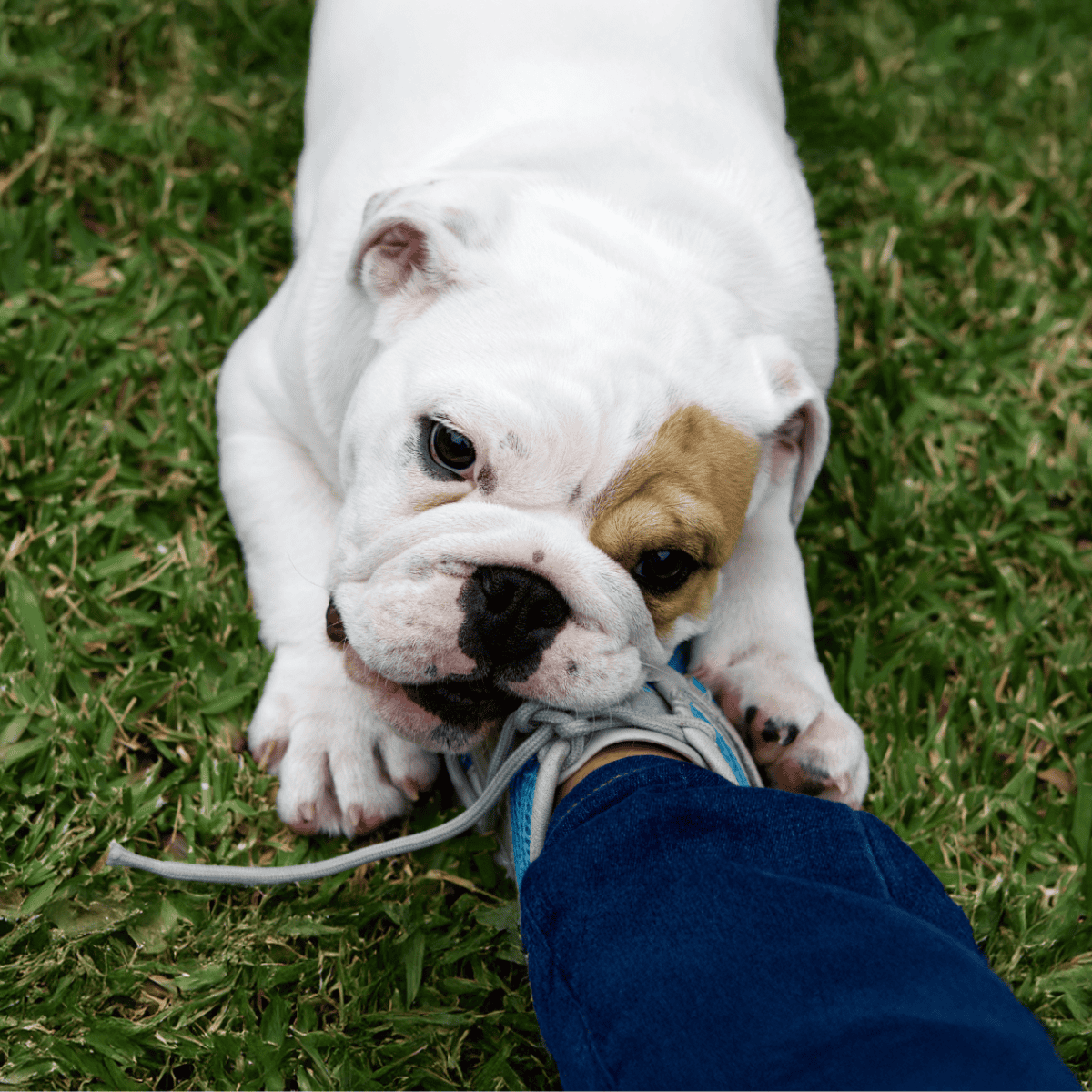 Adorable Bulldog puppy chewing sneaker outdoors on lush green grass.