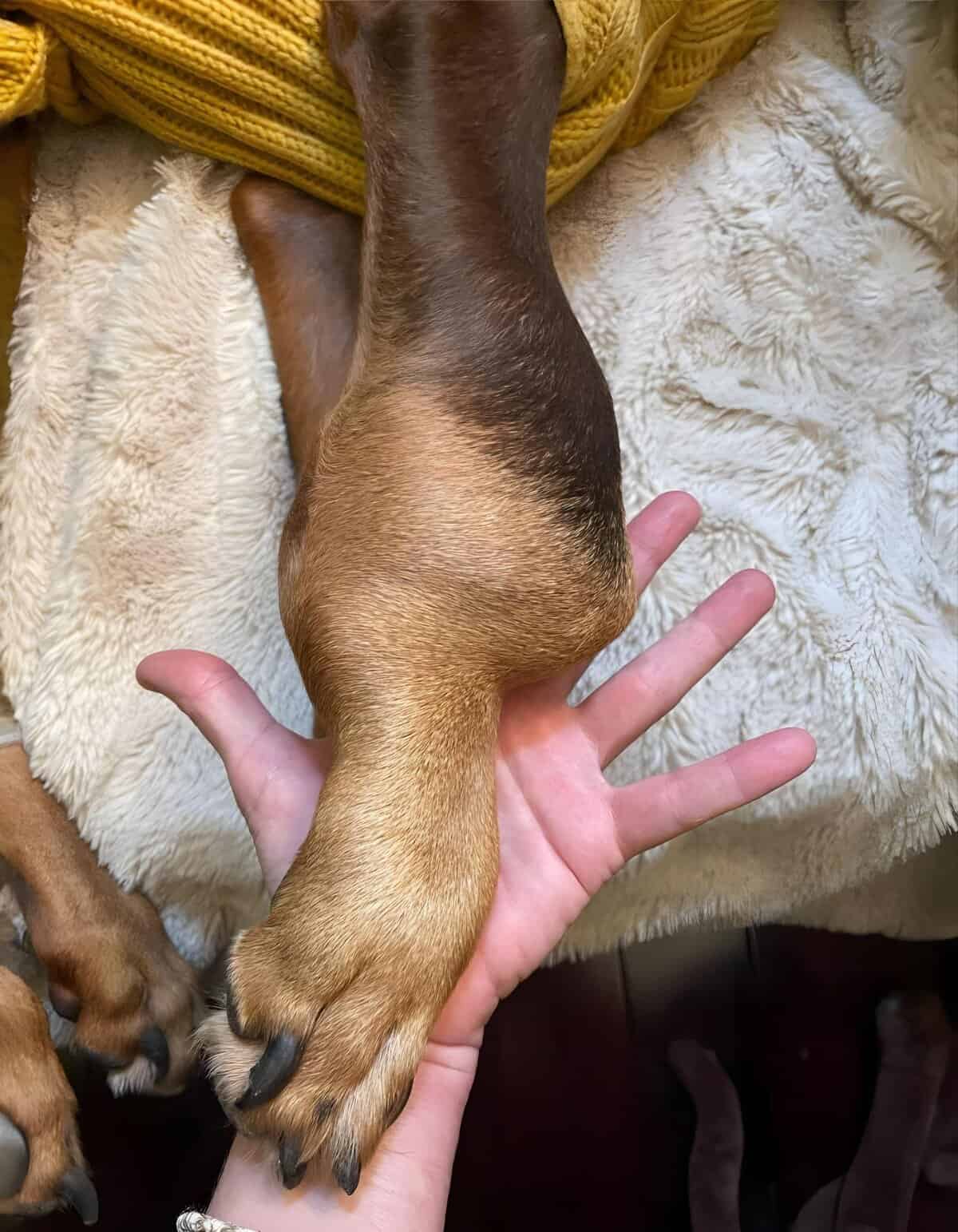 Adorable puppy paw resting on human hand, showcasing gentle care and connection between pets and owners.