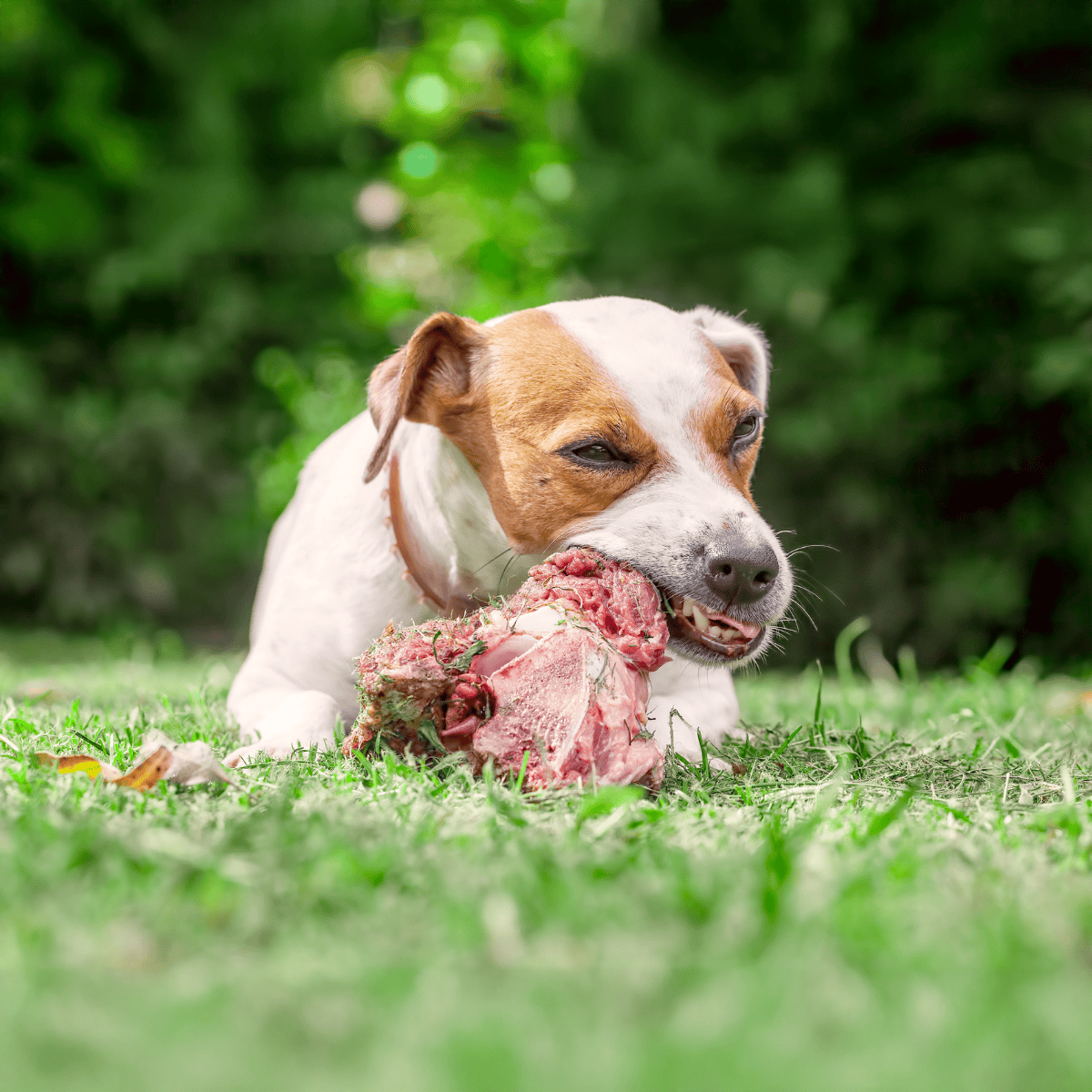 Dog chewing raw meat outdoors with lush green background.