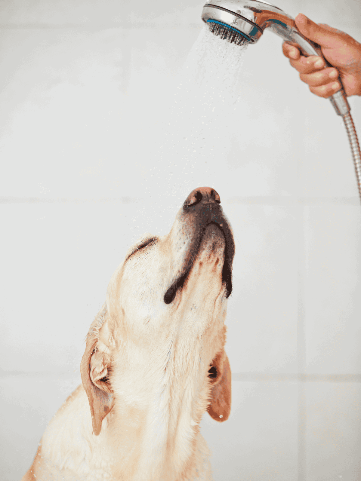 Dog bathing with running water and shower spray.