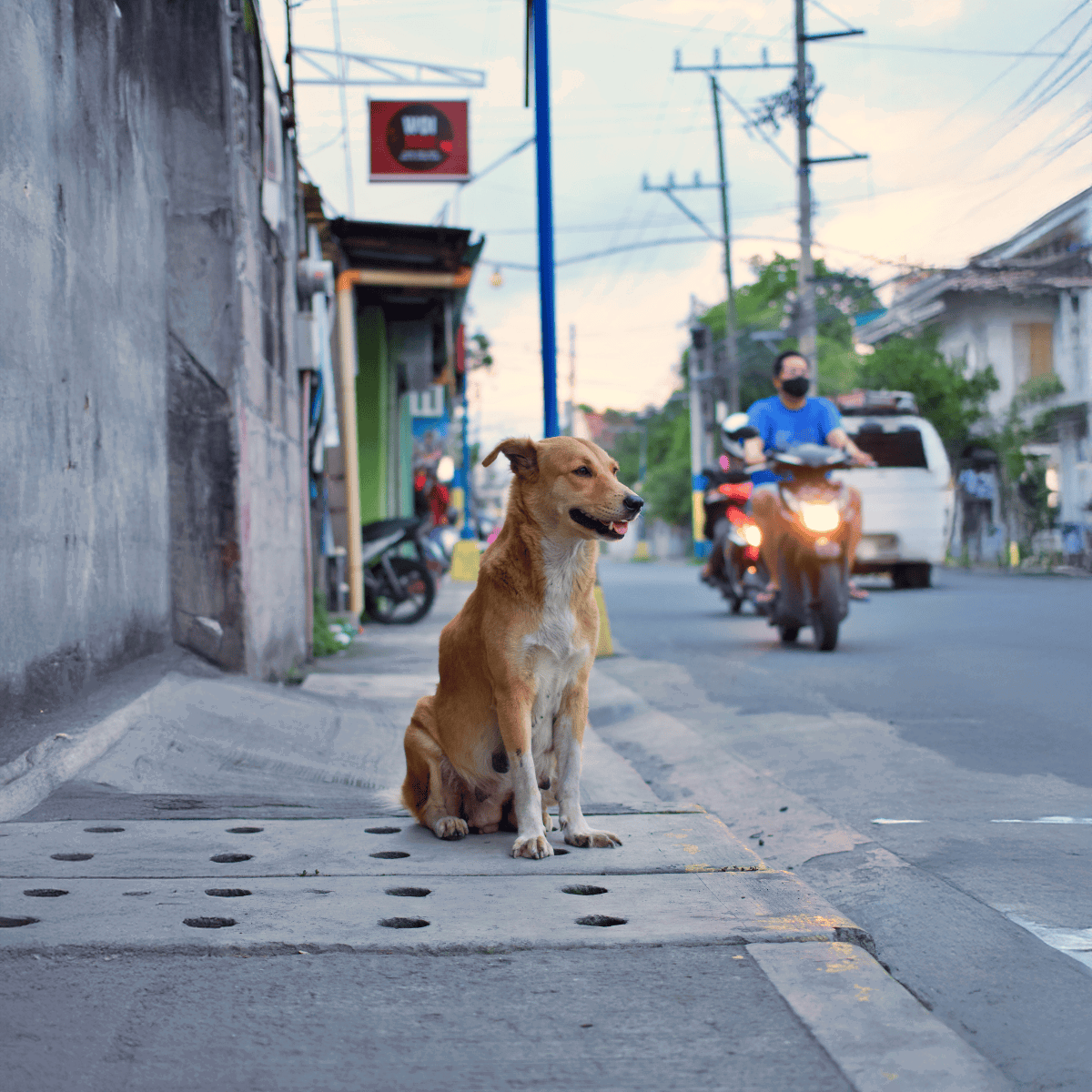 Dog sitting calmly on pavement near street, urban scene with motorcycles and vehicles in background.