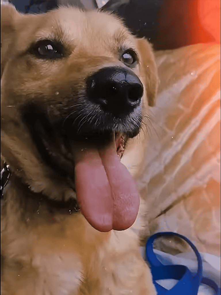 Loyal, friendly dog with a bright smile and playful personality.