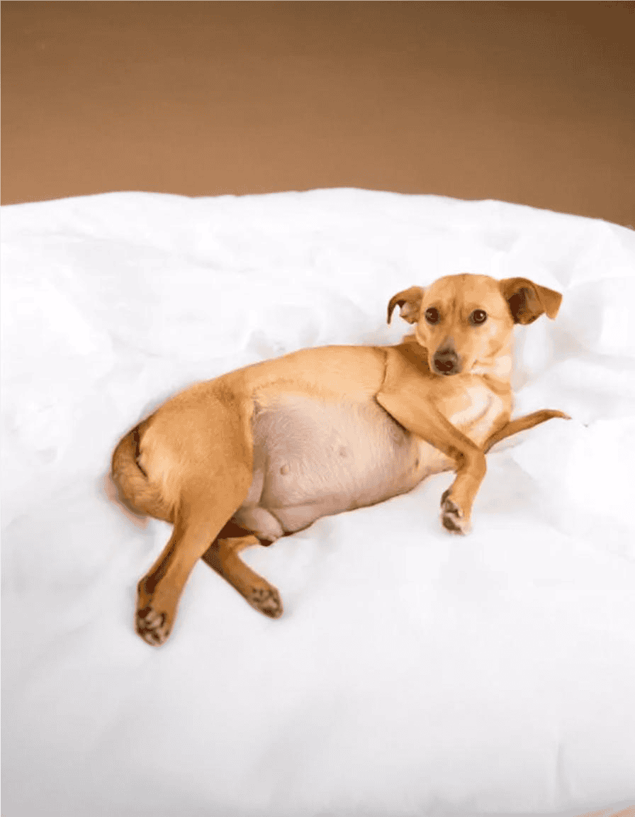 Adorable small dog lying on soft white blanket, cozy and resting peacefully.