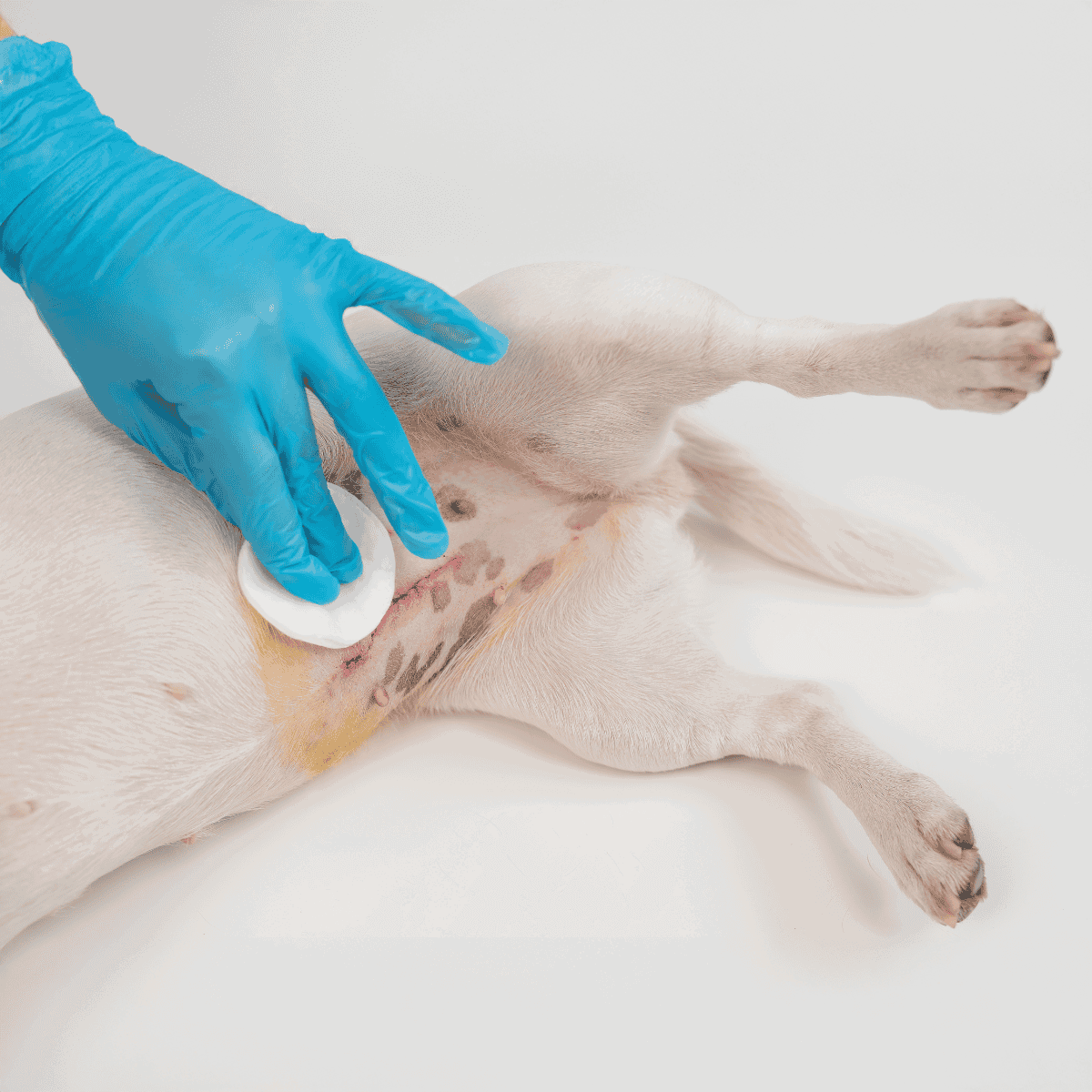 Dog receiving spay surgery with veterinarian.