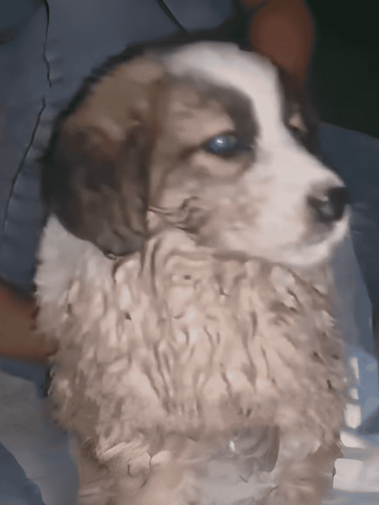 Dog in bath with soap and water, comfortable grooming session at Dogfix.