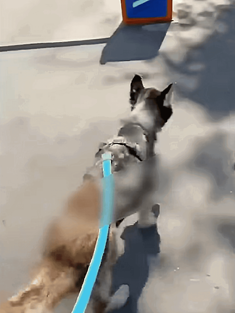Dog walking on sidewalk with rescue harness and leash.