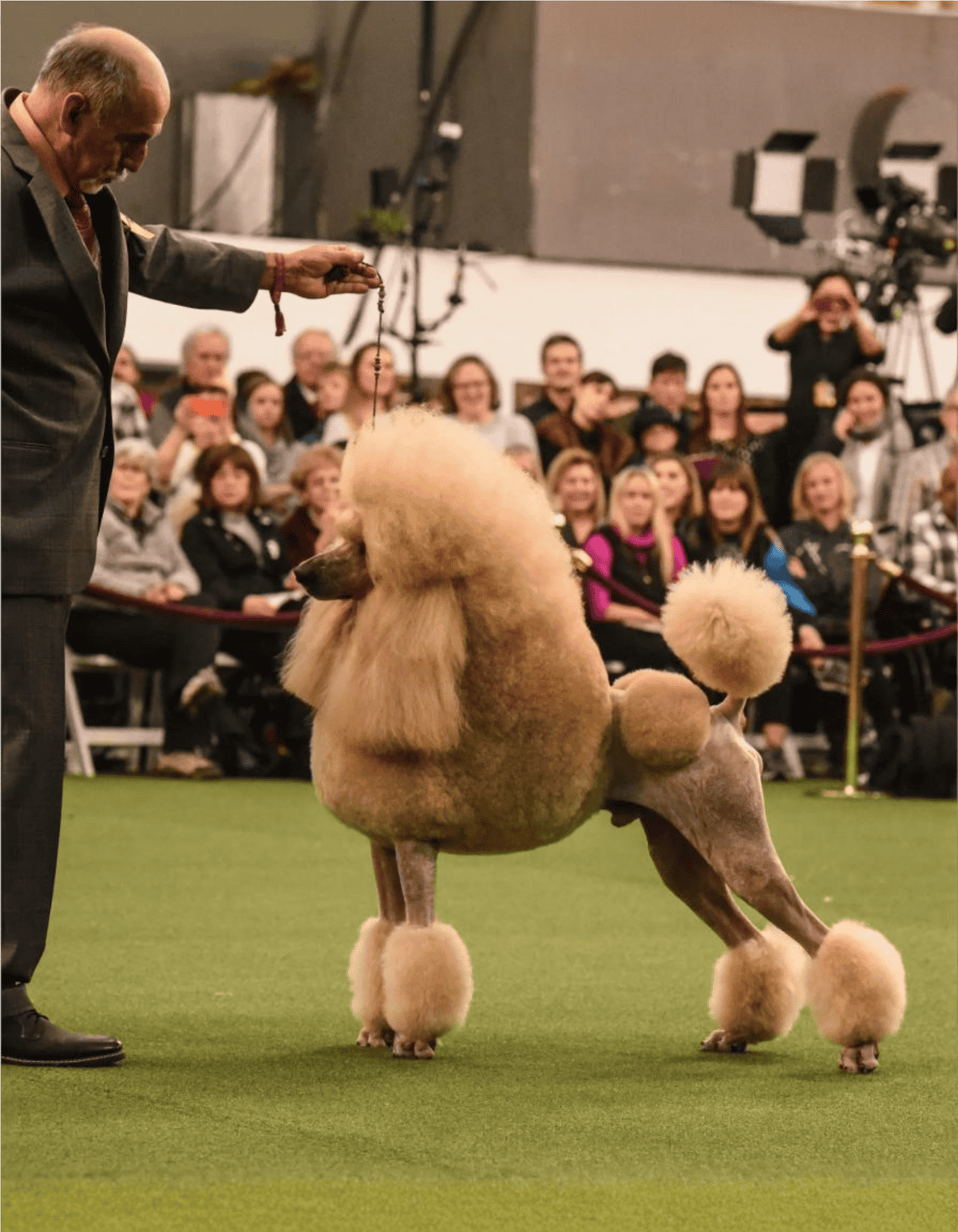 Close-up of a well-groomed Poodle during a dog show event, with an attentive judge and a crowd of spectators in the background, showcasing grooming and training skills.