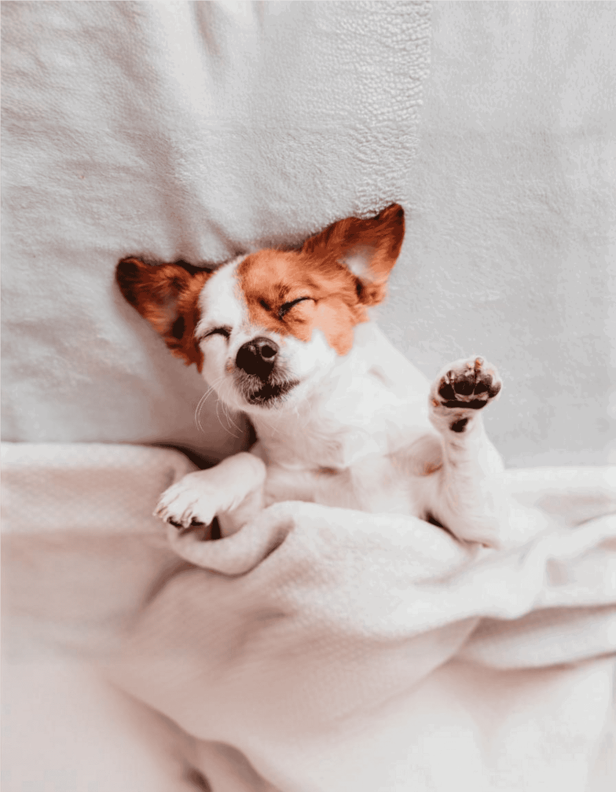Cute small dog sleeping on a soft blanket, adorable and relaxed pet care.