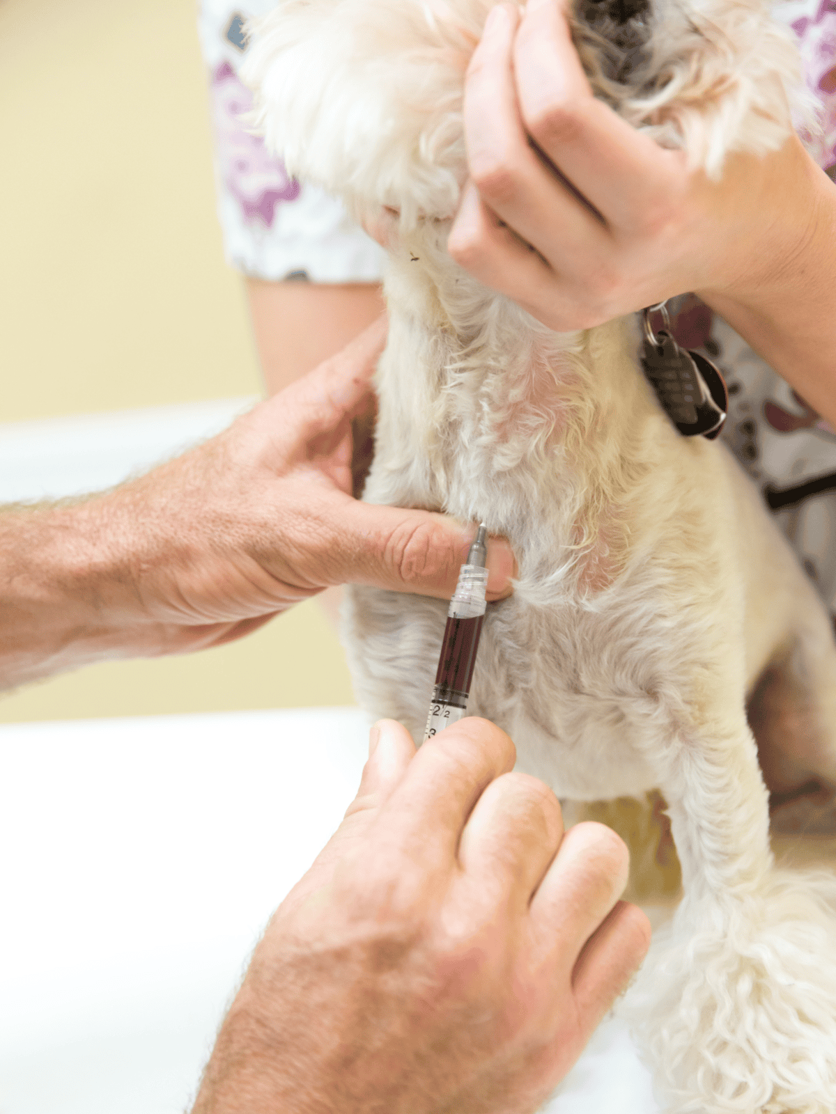 Dog receiving a blood test during a veterinary health check-up.