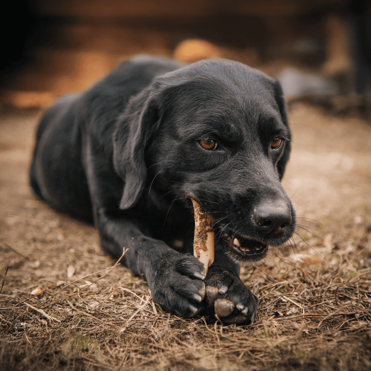 Black Labrador retriever dog chewing bone outdoors.