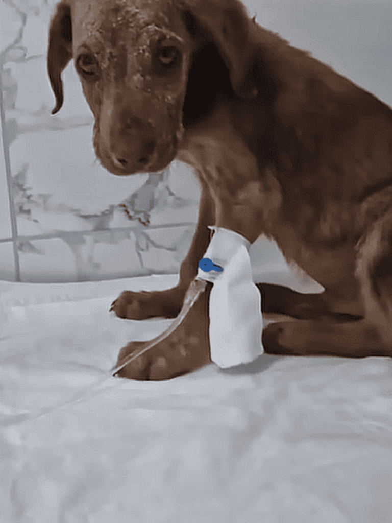 Dog with IV catheter in leg for medical treatment.