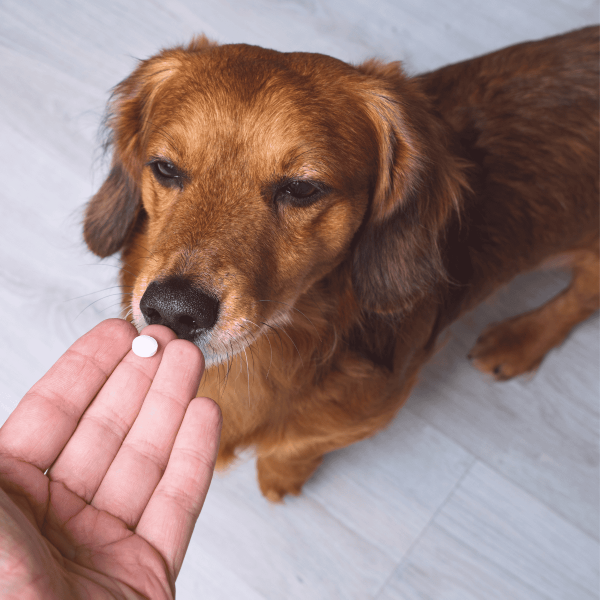Dog taking medication from owner’s hand.