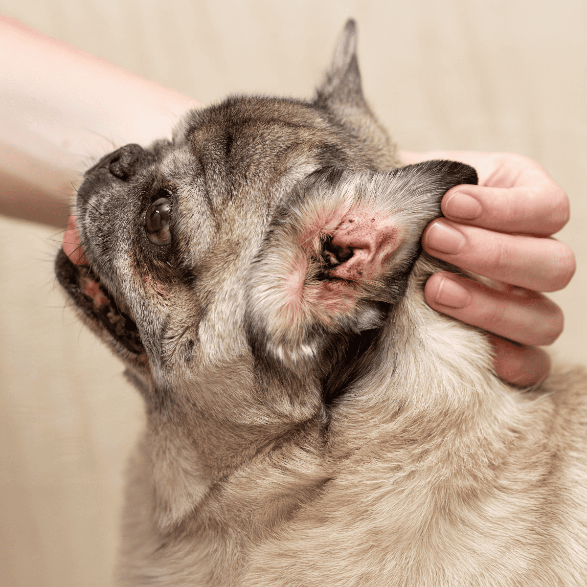 Close-up of a dog being examined by a veterinarian.